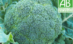 Mon Petit Producteur - Chou Brocoli Bio [poids Moyen 700g]
