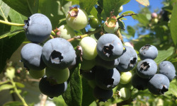 La Ferme des petits fruits - Myrtilles BIO - 3 Kg