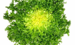 Nature et Saveurs - Ferme Aquaponique et Permacole Astérienne - Salade Chicorée à feuilles frisées