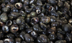 La Paysanne des Mers - Bigorneaux vivants - 500g