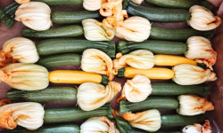 Nature et Saveurs - Ferme Aquaponique et Permacole Astérienne - Mini courgettes vertes – fraîcheur et finesse gastronomique