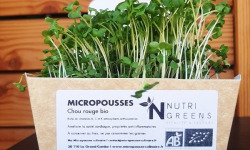 Ma Micropousse culinaire - Micro pousses de chou rouge Bio 4 barquettes
