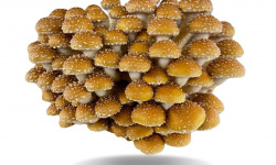 Naturélium - La pholiote du châtaignier 1kg