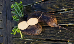 La Ferme de Goas Per - Radis noir bio - 500gr