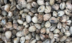 Aquaculture Chez Jaouen - Palourdes 10kg