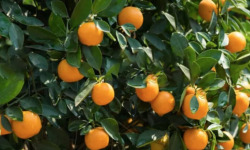 L’Oliveraie du Coudon - KUMQUAT ROND 500GR (BIO) ( produit rare)