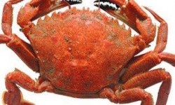Brest Marée - Etrilles cuites lot de 1kg