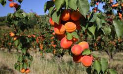 Gobert, l'abricot de 4 générations - [Précommande] ABRICOTS BERGERON 6KG