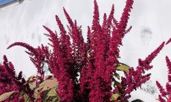 Nature et Saveurs - Ferme Aquaponique et Permacole Astérienne - Fleurs d'amaranthe rouge - 15g