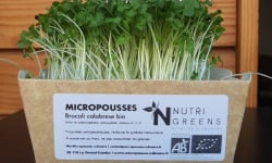 Ma Micropousse culinaire - Micro pousses de brocoli Calabrese Bio 4 barquettes