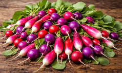 Nature et Saveurs - Ferme Aquaponique et Permacole Astérienne - Radis Mélange Fermier au Kg — couleurs & croquant du moment