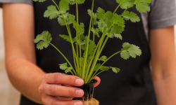 Nature et Saveurs - Ferme Aquaponique et Permacole Astérienne - Coriandre fraîche vivante – parfum intense et authenticité du goût