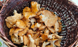 Rébecca les Jolies Fleurs - Champignons séchés : Pied de mouton