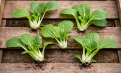 Nature et Saveurs - Ferme Aquaponique et Permacole Astérienne - Mini Pak choï gastronomique – fraîcheur verte et délicate