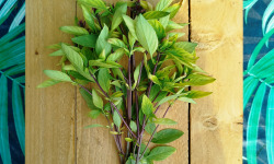Nature et Saveurs - Ferme Aquaponique et Permacole Astérienne - Basilic thaï — Bouquet frais