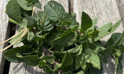 Ferme Sinsac - menthe marrocaine