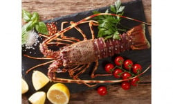 Poissonnerie Paon - Langouste rouge vivante : A la pièce, 1.8 kg - 2kg