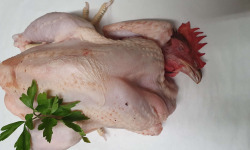 Ferme de la Paumerais - COQ JEUNE (x1) - 3 Kg