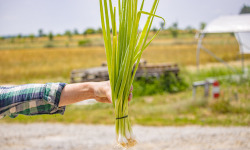 ChâteauFer - Oignon ciboule botte 200g