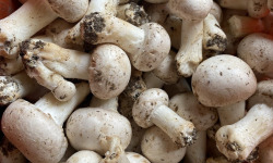 Des Poules et des Vignes à Bourgueil - Champignons Blanc ( cave naturelle)