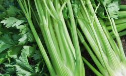 ChâteauFer - Céleri-branche botte
