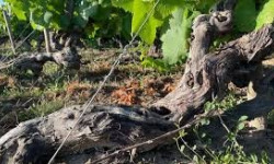 Des Poules et des Vignes à Bourgueil - Ceps de vignes