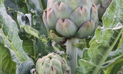 LES VERGERS DE BRAVONE - ARTICHAUT BIO 5KG