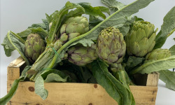 Le Panier du Producteur - Artichaut Bouquet "violet" (4 ou 5 Têtes)