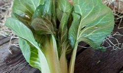 Les Jardins de Gérard - Blette Jessica Bio - 1 kg