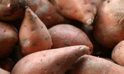 Les Champs Paradis - Patates Douce