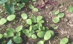 Des Poules et des Vignes à Bourgueil - Plant de potimarron