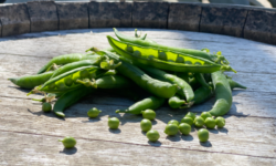 La Boite à Herbes - Petit pois Bio 500 g