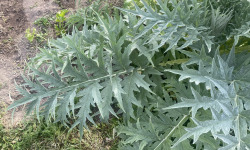 Des Poules et des Vignes à Bourgueil - Feuille d’artichaut