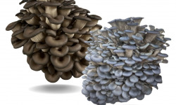 Naturélium - Le pleurote en huître gris/bleu 1,5kg