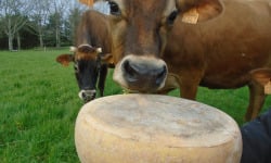 La Ferme de l'Abbaye - Fromage d'Abbaye : La Royale Du Berry En 10kg