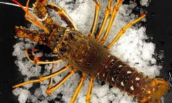 Luximer - Langouste Royale Vivante - Pièce De 1kg