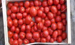 HERBA HUMANA - Tomates à coulis 5kg