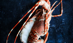 La Maison du Homard - Langouste rose mi-cuite en carapace coupée en 2