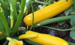 Des Poules et des Vignes à Bourgueil - Courgettes jaunes