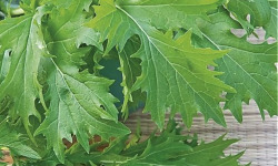 Ferme Sinsac - Mizuna bouquet de 100 grs