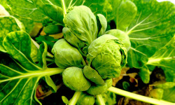 Nature et Saveurs - Ferme Aquaponique et Permacole Astérienne - Mini choux Rosette Frivole — petits joyaux végétaux