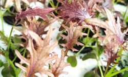 Nature et Saveurs - Ferme Aquaponique et Permacole Astérienne - Jeunes feuilles de kale rouge Flame — puissance douce et relief