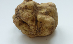 ALENA la Truffe d'Aquitaine - Truffe blanche (Truffe d'Alba) Tuber Magnatum Pico - 50g