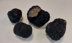 ALENA la Truffe d'Aquitaine - Truffe De Bourgogne Fraîche Tuber Uncinatum Morceau - 50g