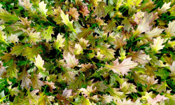 Nature et Saveurs - Ferme Aquaponique et Permacole Astérienne - Jeunes Feuilles — Mizuna Rouge “Mazerati”