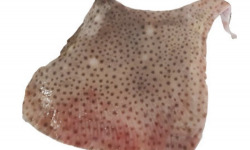 Poissonnerie La Piriacaise - ailes de raies non pelées