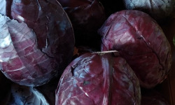 Aux Jardins des Colibris - Chou pomme rouge Bio