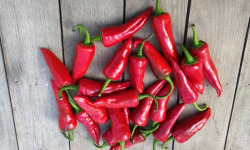 HERBA HUMANA - Piment frais Goria - 300g