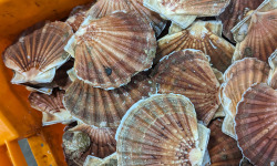 Opale Vivier - Coquilles Saint-Jacques - Pavillon France - 1kg