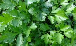 Agriloops - Persil Agriloops - 11 g